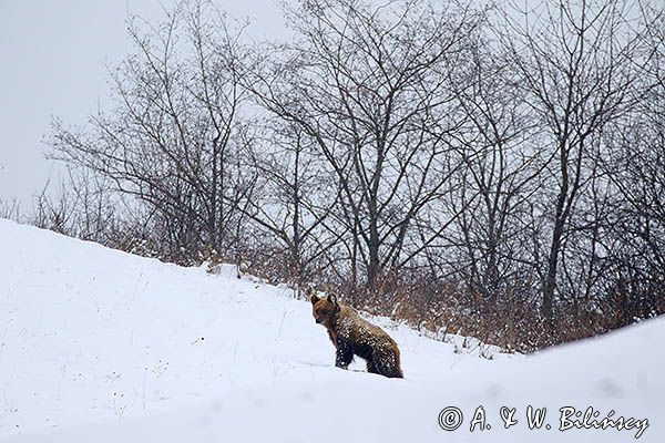 Niedźwiedź brunatny, Ursus arctos