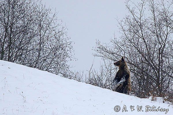 Niedźwiedź brunatny, Ursus arctos