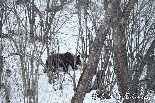 Niedźwiedź brunatny, Ursus arctos, samica