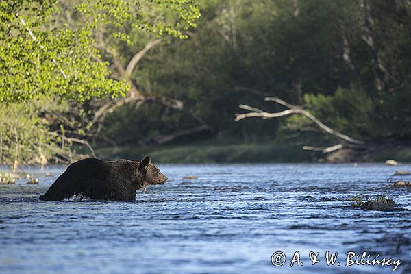 Niedźwiedź brunatny, Ursus arctos
