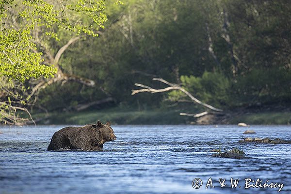Niedźwiedź brunatny, Ursus arctos
