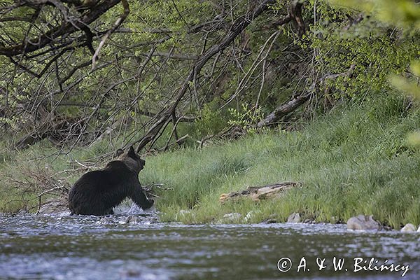 Niedźwiedź brunatny, Ursus arctos