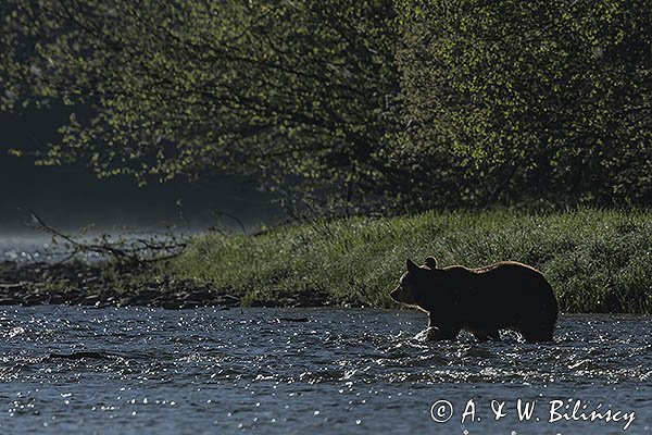 Niedźwiedź brunatny, Ursus arctos