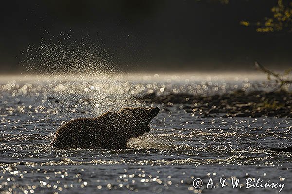 Niedźwiedź brunatny, Ursus arctos