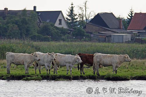 krowy w cieśninie Peene - Piana, Niemcy