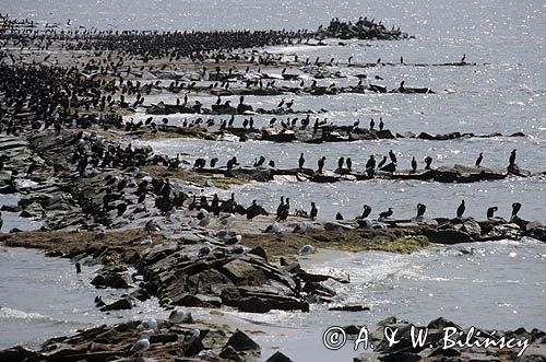 kormorany czarne, Phalacrocorax carbo, Niemcy, Wyspa Ruden