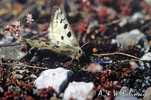 Niepylak Apollo, Parnassius apollo