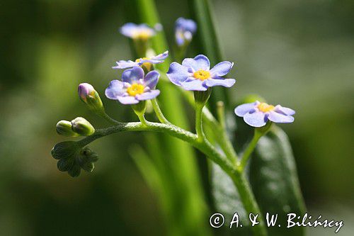 Niezapominajka, Myosotis