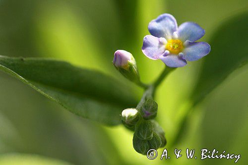 Niezapominajka, Myosotis