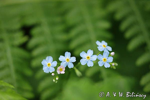 Niezapominajka, Myosotis