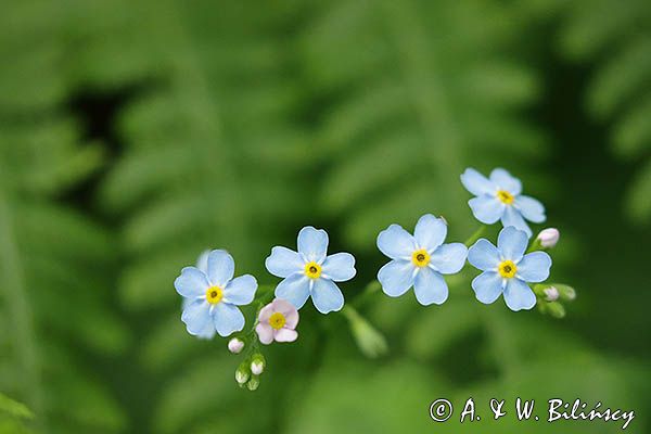 Niezapominajka, Myosotis