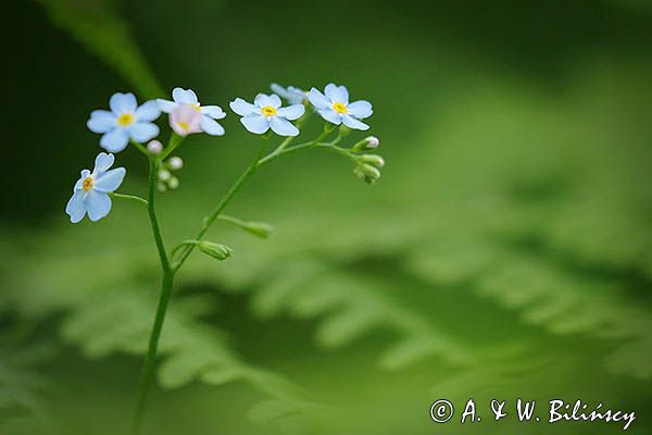 Niezapominajka, Myosotis