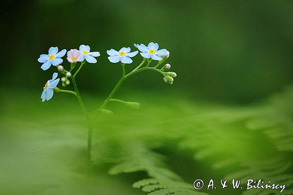 Niezapominajka, Myosotis