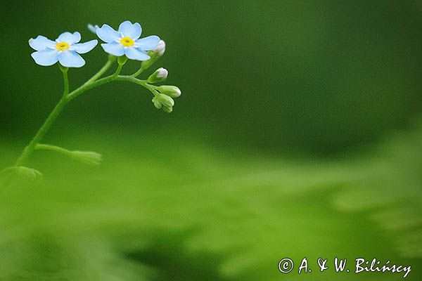 Niezapominajka, Myosotis