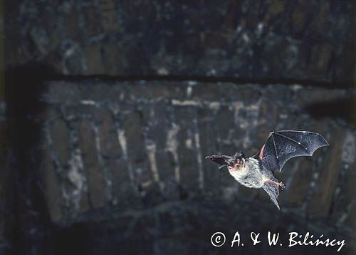 nocek duży Myotis myotis) w locie