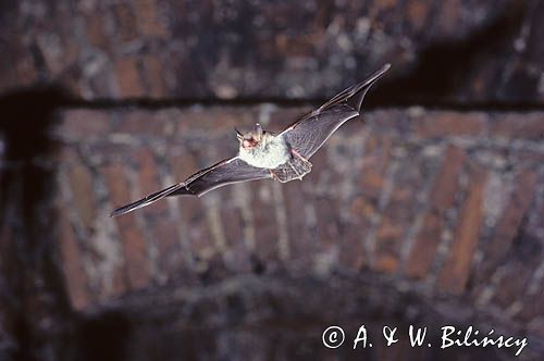 nocek duży Myotis myotis) w locie