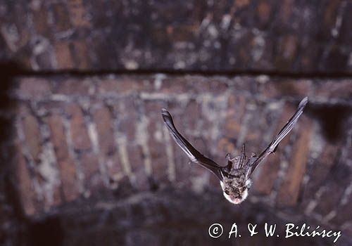 nocek duży Myotis myotis) w locie