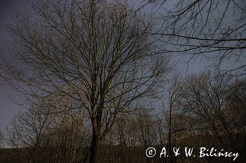 Gwiezdne niebo, nocny pejzaż w świetle Księżyca, Bieszczady