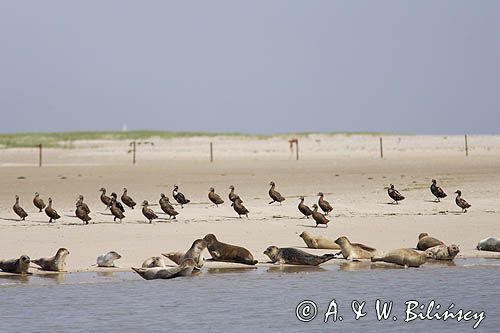 foki /szare i pospolite/ i edredony na łachach koło wyspy Norderney, Wyspy Wschodnio-Fryzyjskie, Waddenzee, Niemcy, Morze Wattowe