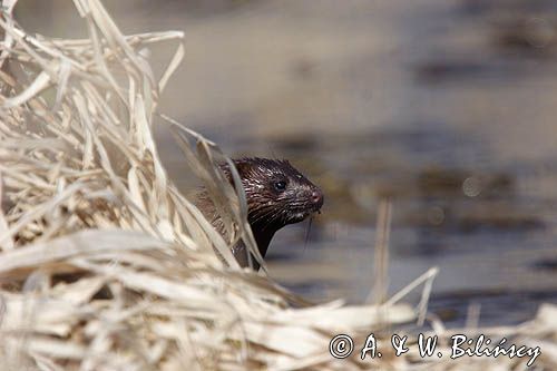 norka amerykańska Mustela vison