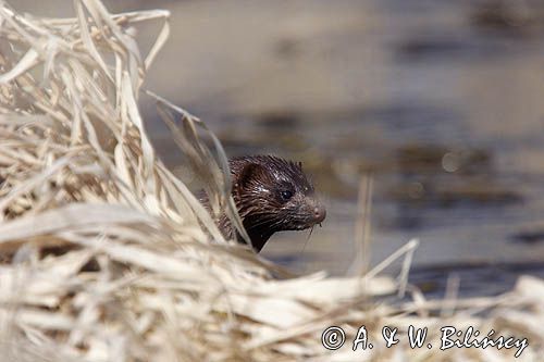 norka amerykańska Mustela vison