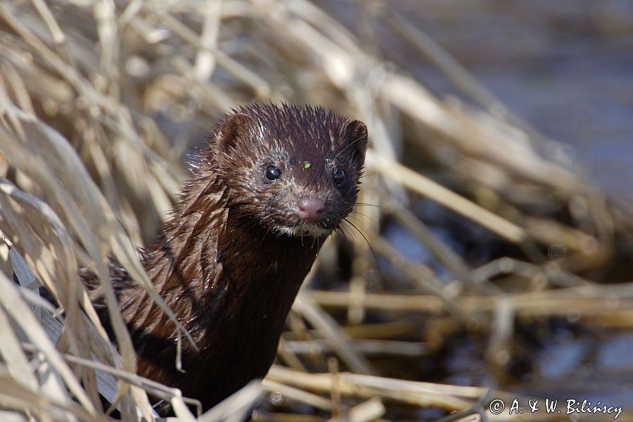 norka amerykańska Mustela vison