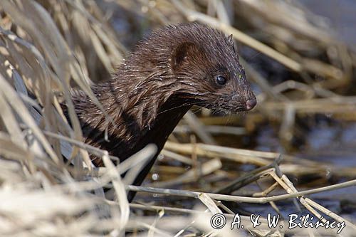 norka amerykańska Mustela vison