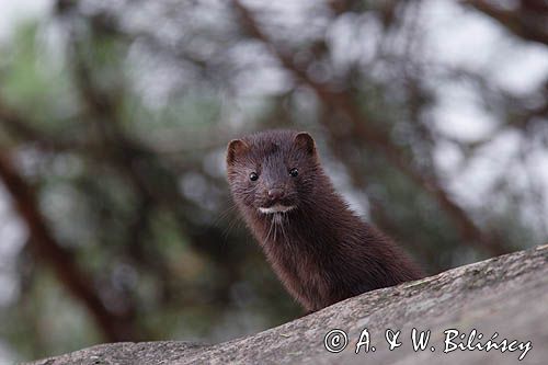 norka amerykańska Mustela vison