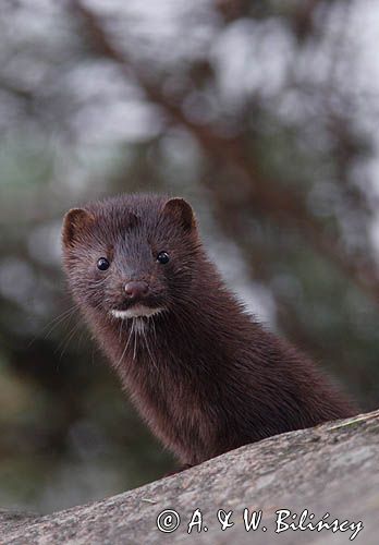 norka amerykańska Mustela vison