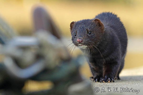 Norka amerykańska, Mustela vison, Neovison vison