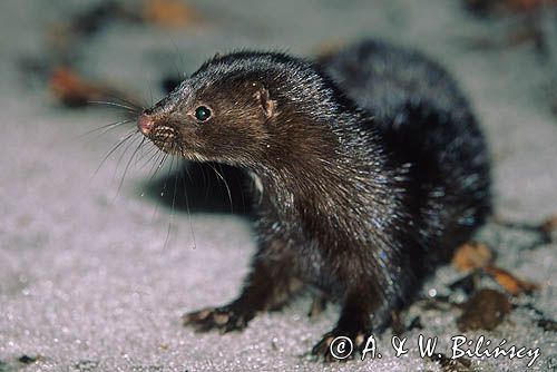 norka amerykańska Mustela vison)
