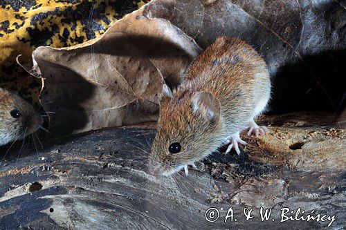 Nornica ruda, Myodes glareolus