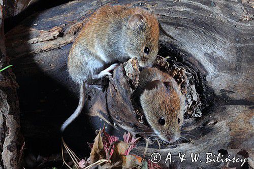 Nornica ruda, Myodes glareolus
