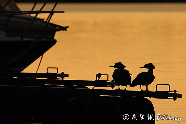 tracz nurogęś Mergus merganser, para