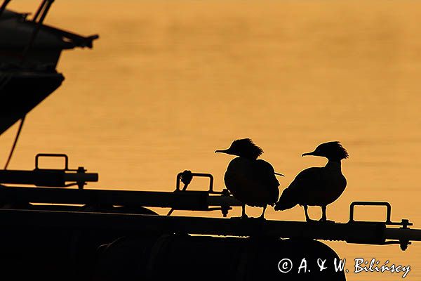 tracz nurogęś Mergus merganser, para