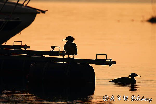 tracz nurogęś Mergus merganser, para