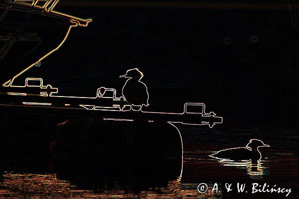 tracz nurogęś Mergus merganser, para