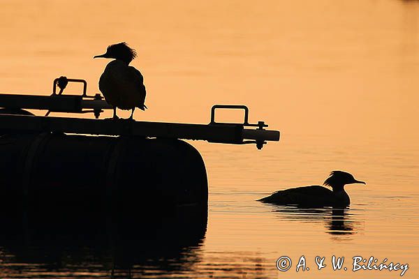 tracz nurogęś Mergus merganser, para