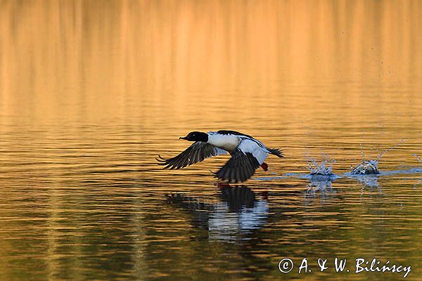 tracz nurogęś Mergus merganser, samiec