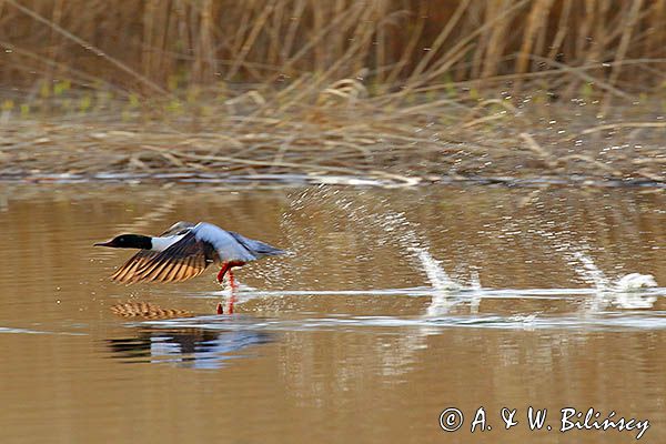 tracz nurogęś Mergus merganser, samiec