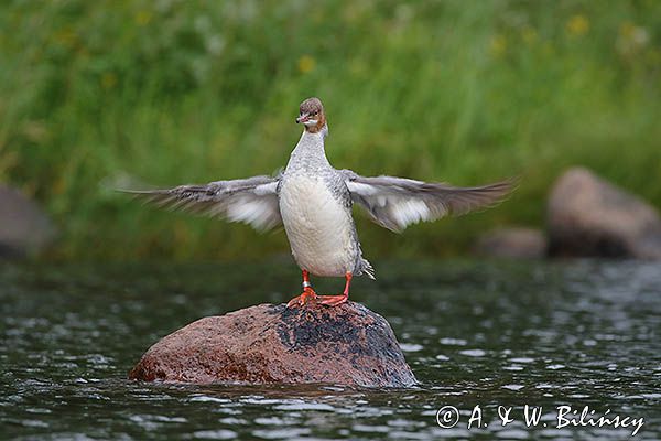 Nurogęś, tracz nurogęś, Mergus merganser, samica