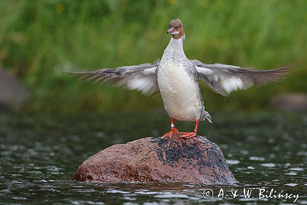 Nurogęś, tracz nurogęś, Mergus merganser, samica