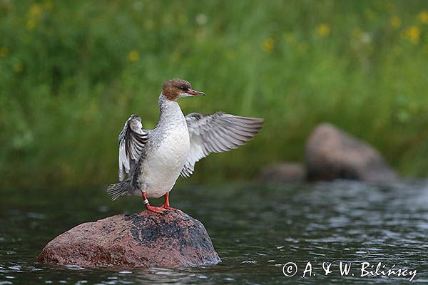 Nurogęś, tracz nurogęś, Mergus merganser, samica