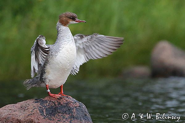 Nurogęś, tracz nurogęś, Mergus merganser, samica