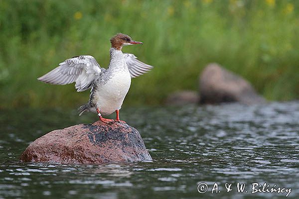 Nurogęś, tracz nurogęś, Mergus merganser, samica