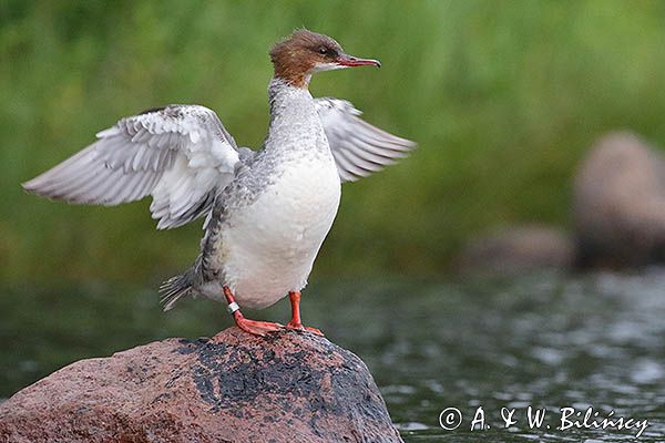 Nurogęś, tracz nurogęś, Mergus merganser, samica