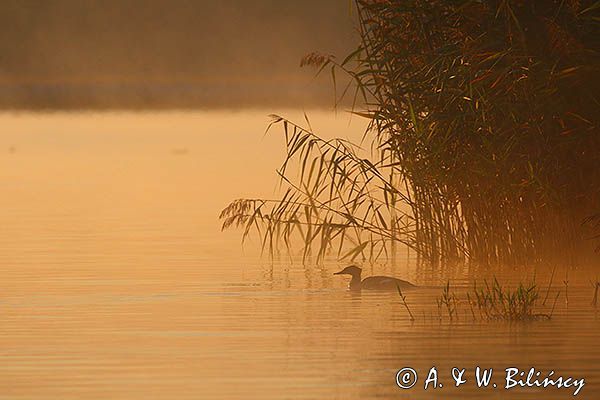 tracz nurogęś Mergus merganser