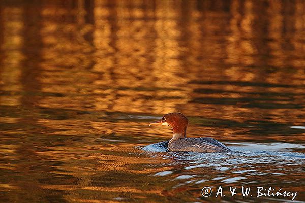 tracz nurogęś Mergus merganser, samica