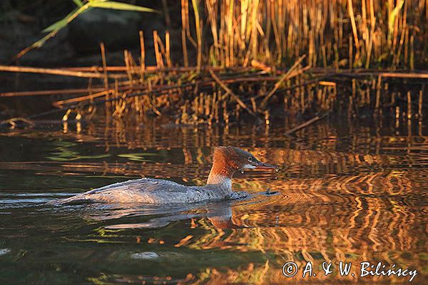tracz nurogęś Mergus merganser, samica