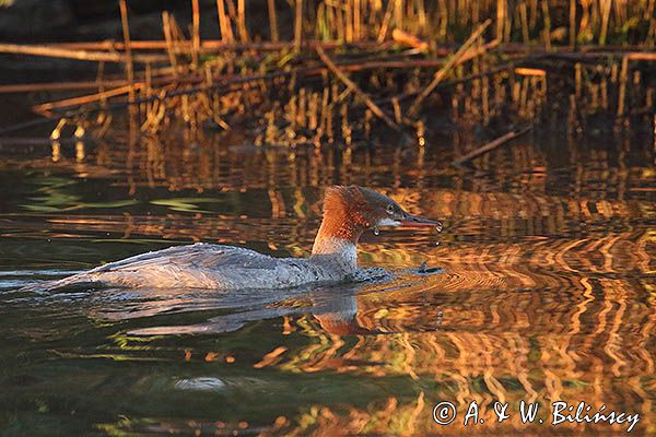 tracz nurogęś Mergus merganser